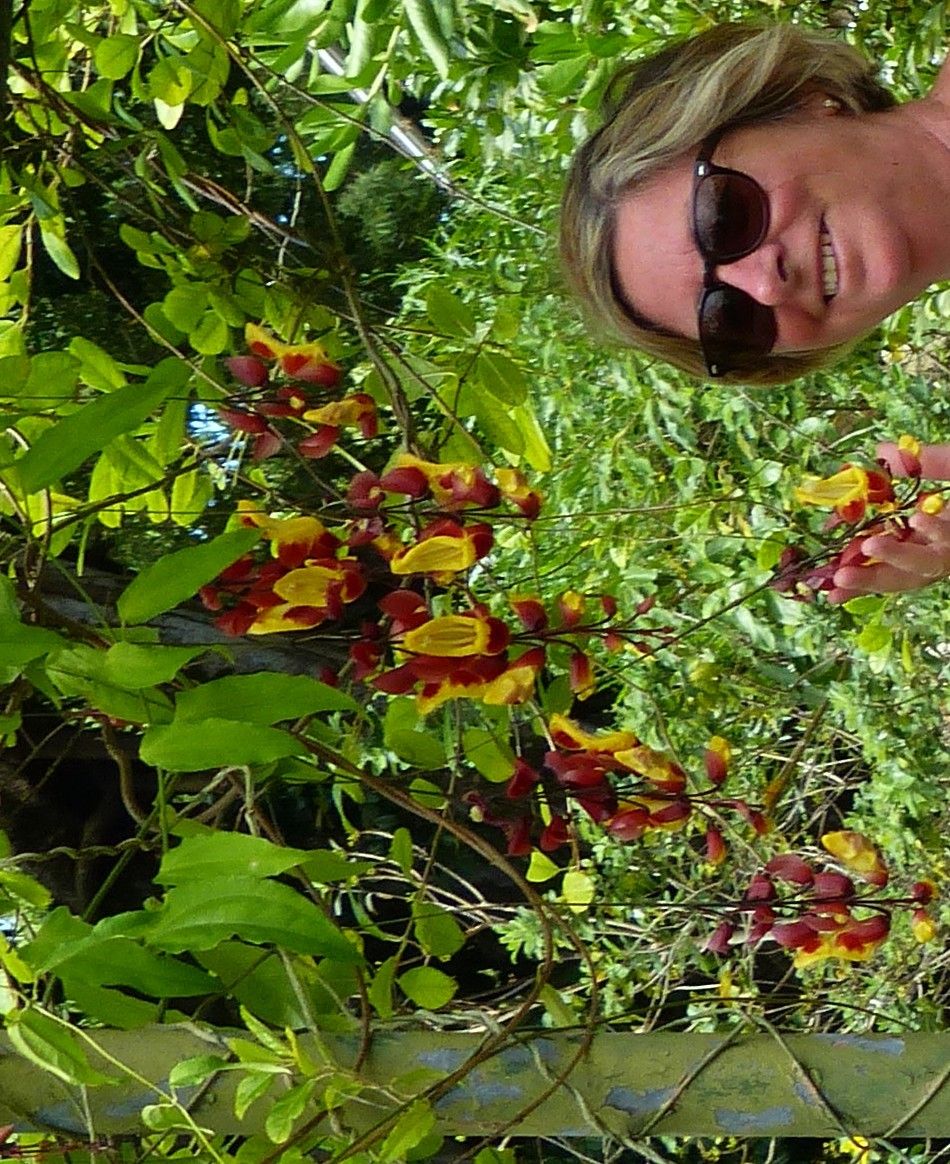 Thunbergia mysorensis flower