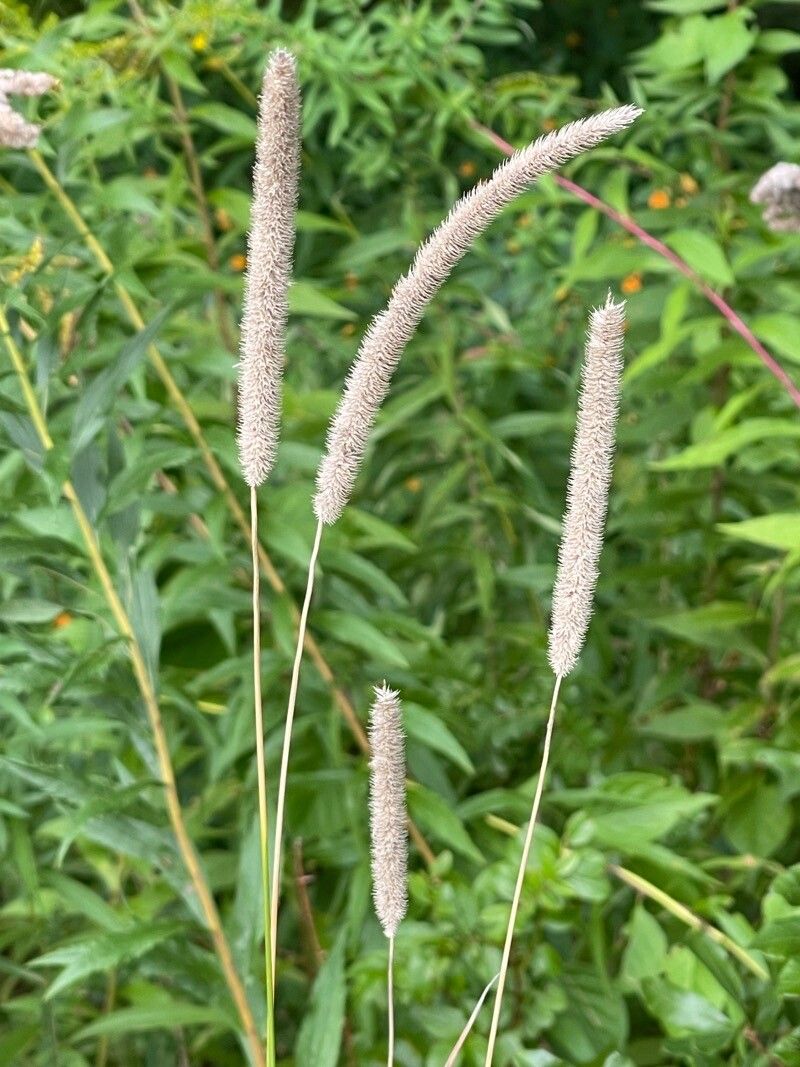 Setaria italica flower