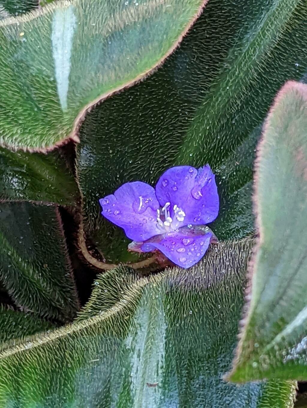 Siderasis fuscata flower