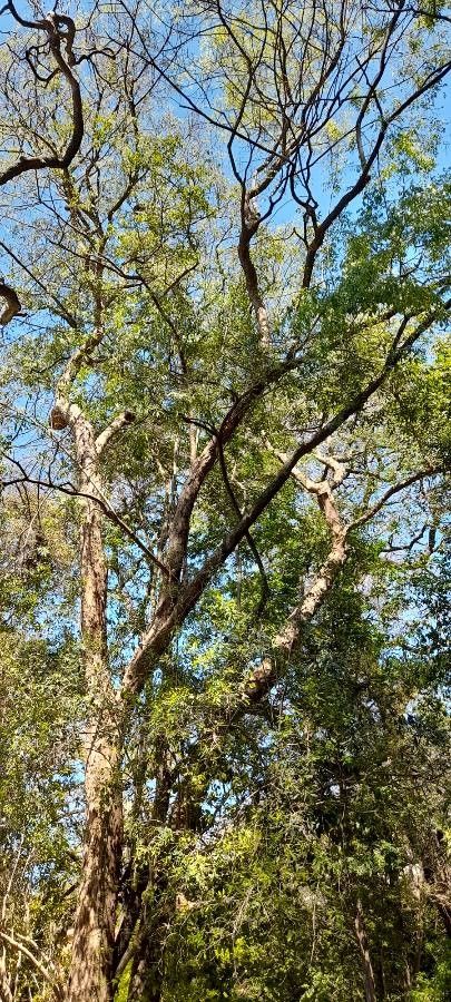 Machaerium paraguariense habit