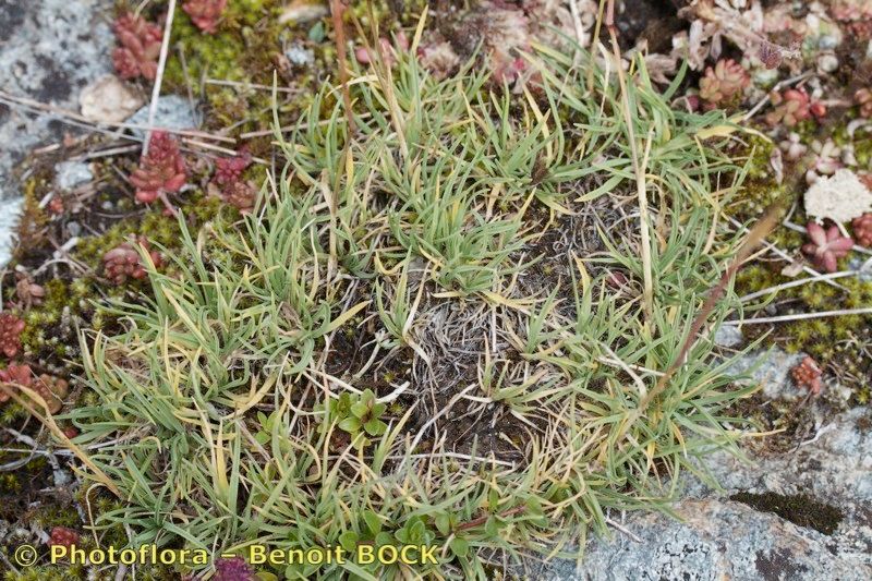 Koeleria cenisia — search result for 'Koeleria'