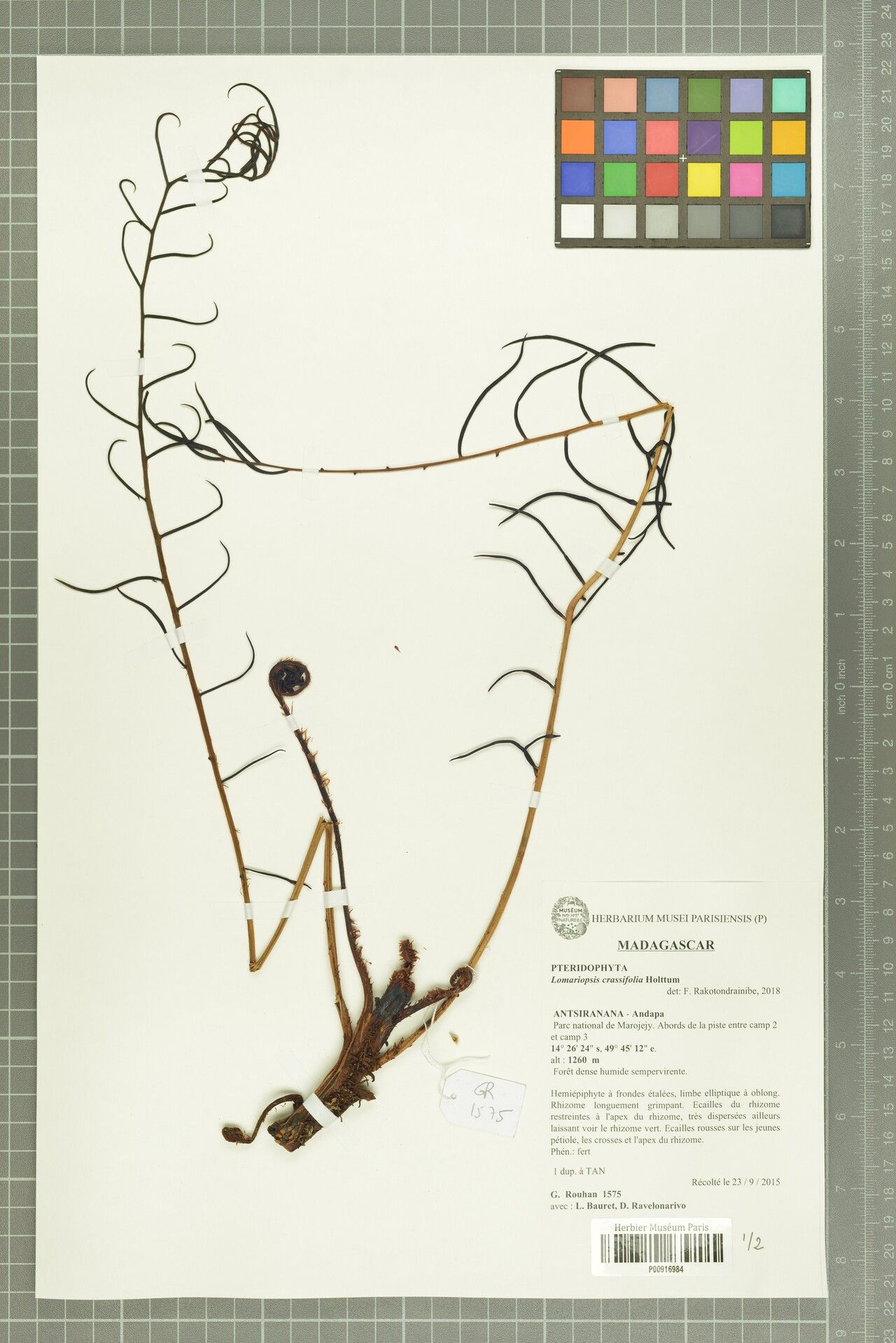 Lomariopsis crassifolia — houseplant care guide