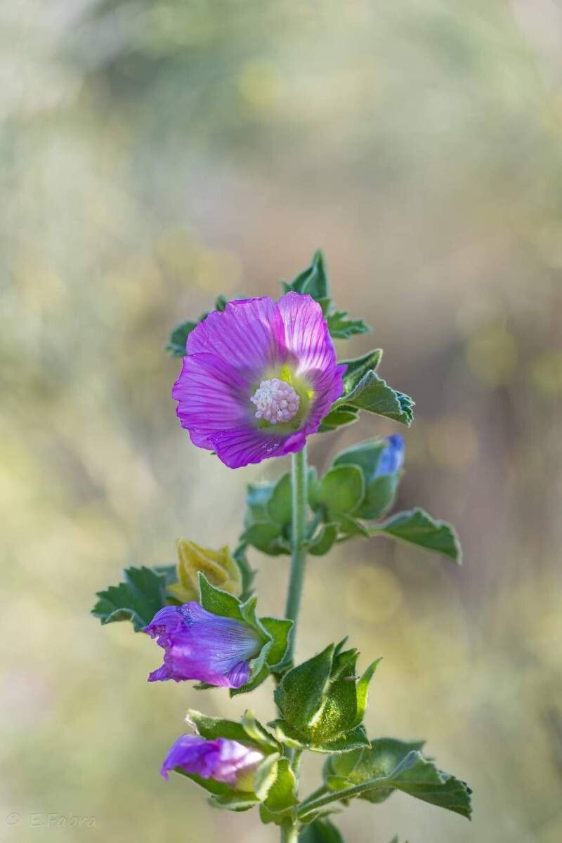 Malva lusitanica — houseplant care guide
