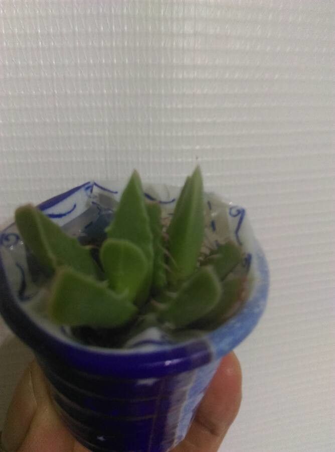 Faucaria tigrina bark