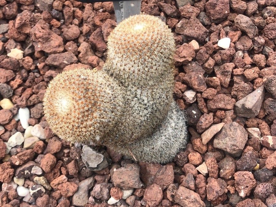 Mammillaria formosa — search result for 'Mammillaria'