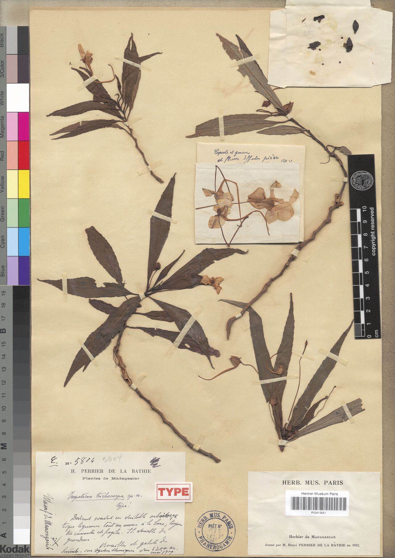 Impatiens delabathiana — houseplant care guide