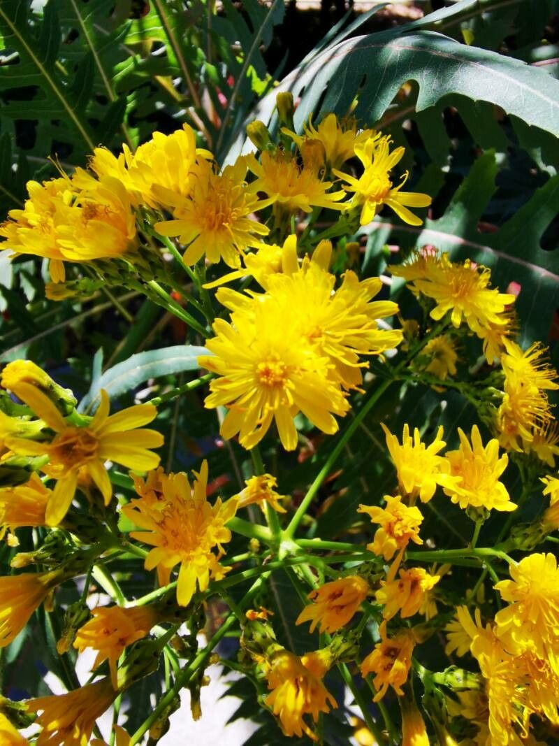 Sonchus palmensis flower