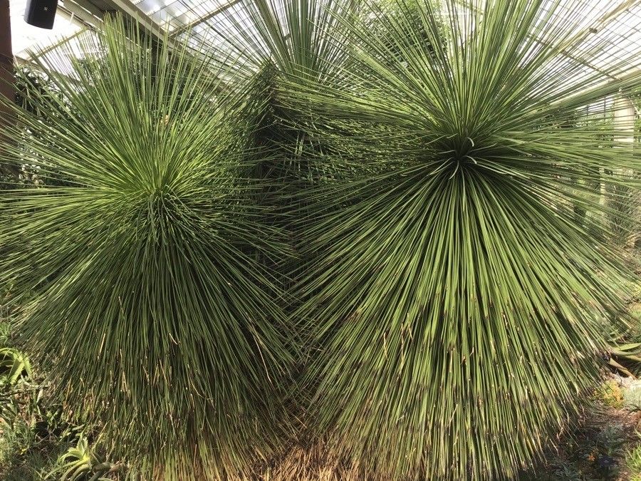 Yucca queretaroensis — search result for 'Yucca'