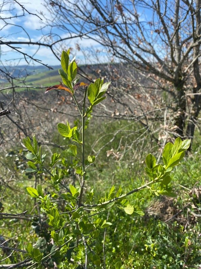 Crataegus laciniata — search result for 'Crataegus'