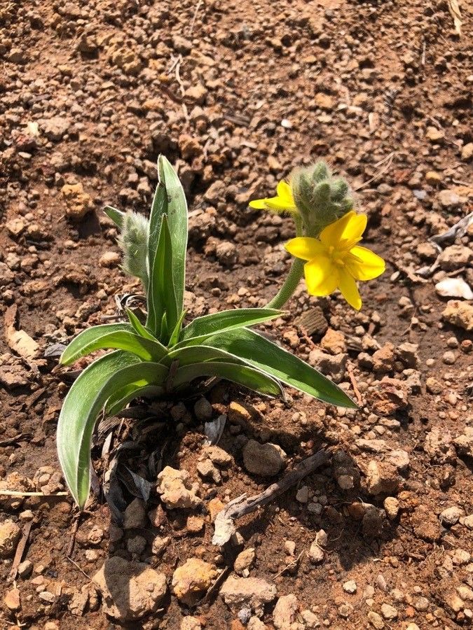 Hypoxis angustifolia flower