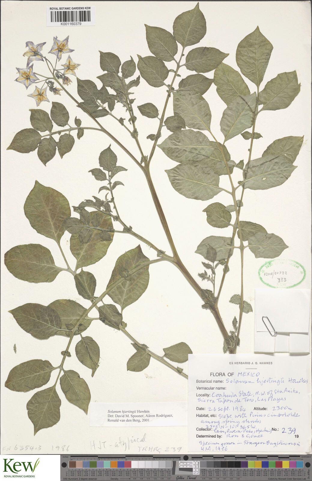 Solanum hjertingii — houseplant care guide