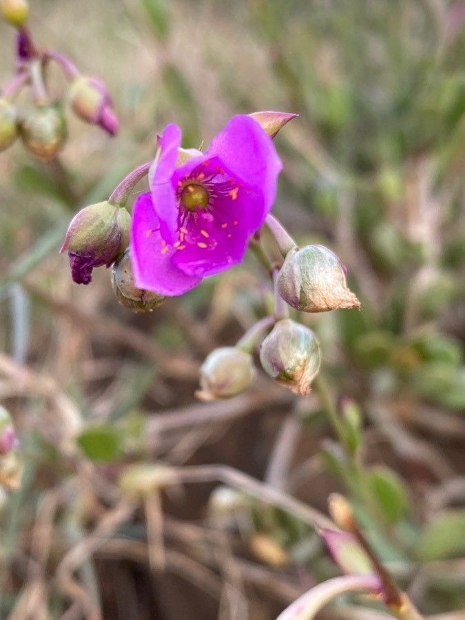 Talinum portulacifolium flower
