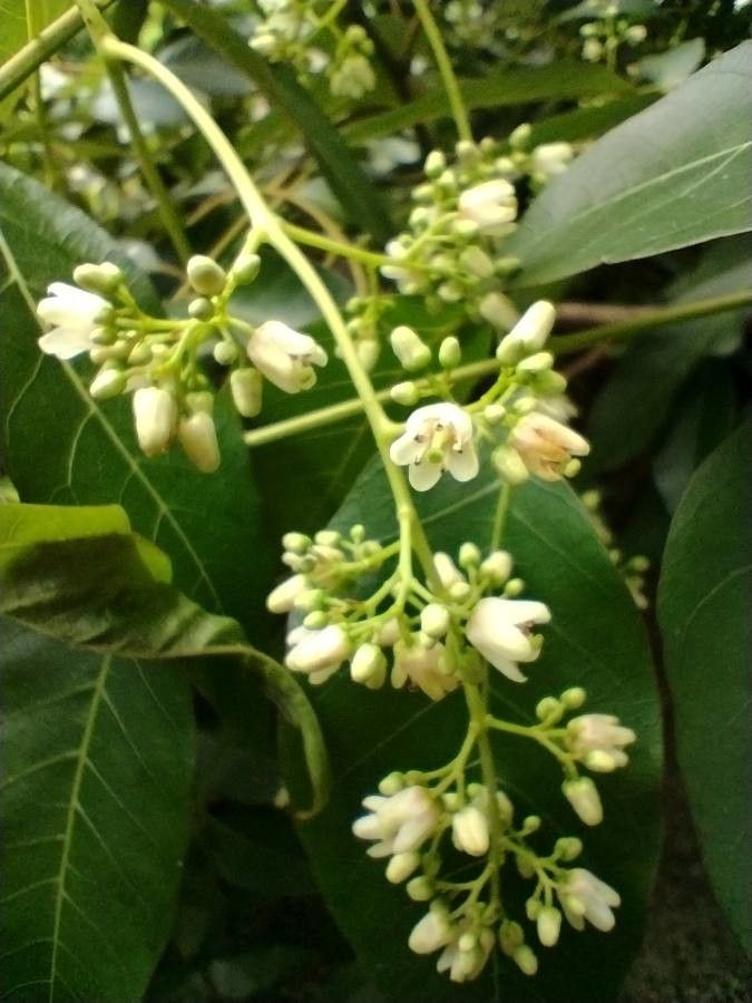 Toona ciliata flower