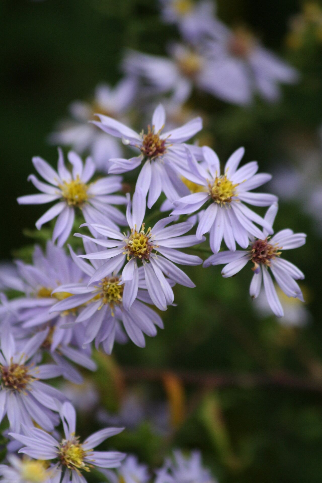 Symphyotrichum urophyllum — search result for 'Symphyotrichum'