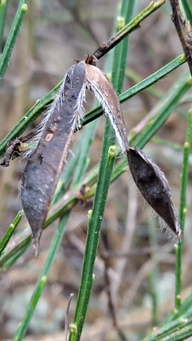 Genista hirsuta fruit