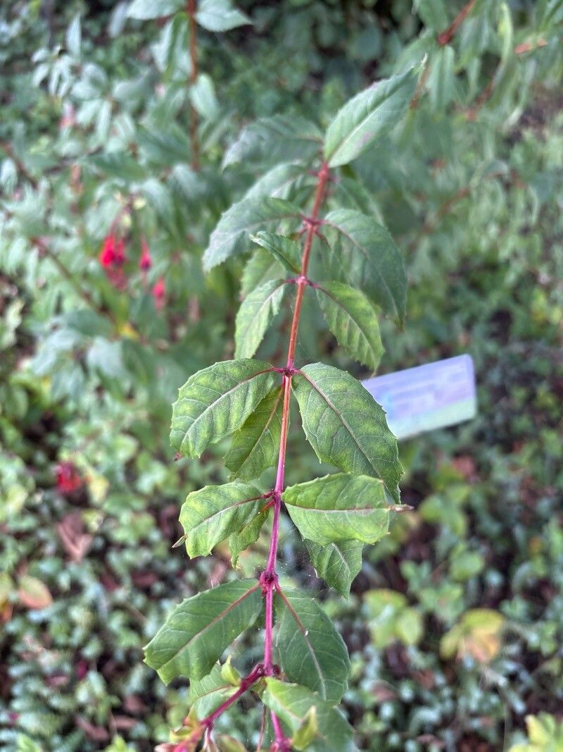 Fuchsia simplicicaulis — search result for 'Fuchsia'