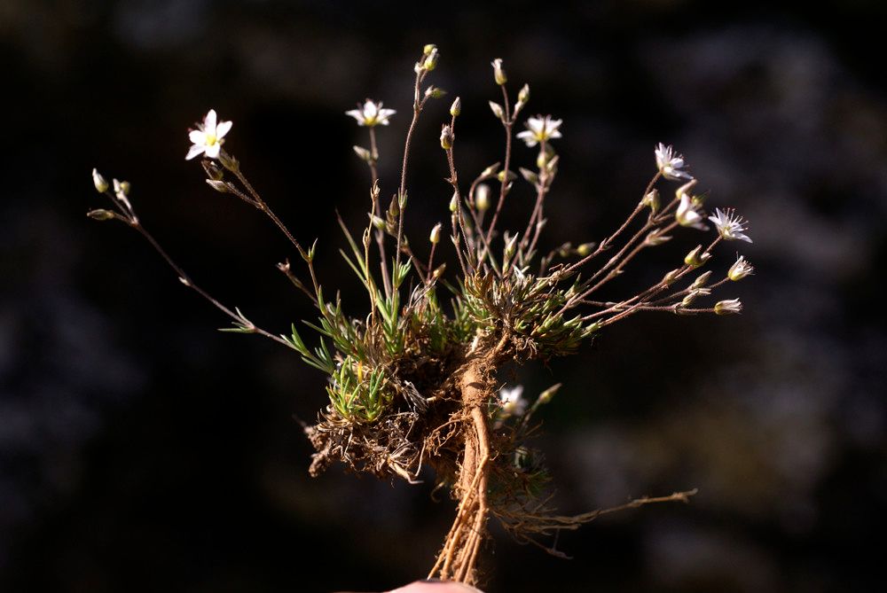 Minuartia stereoneura flower