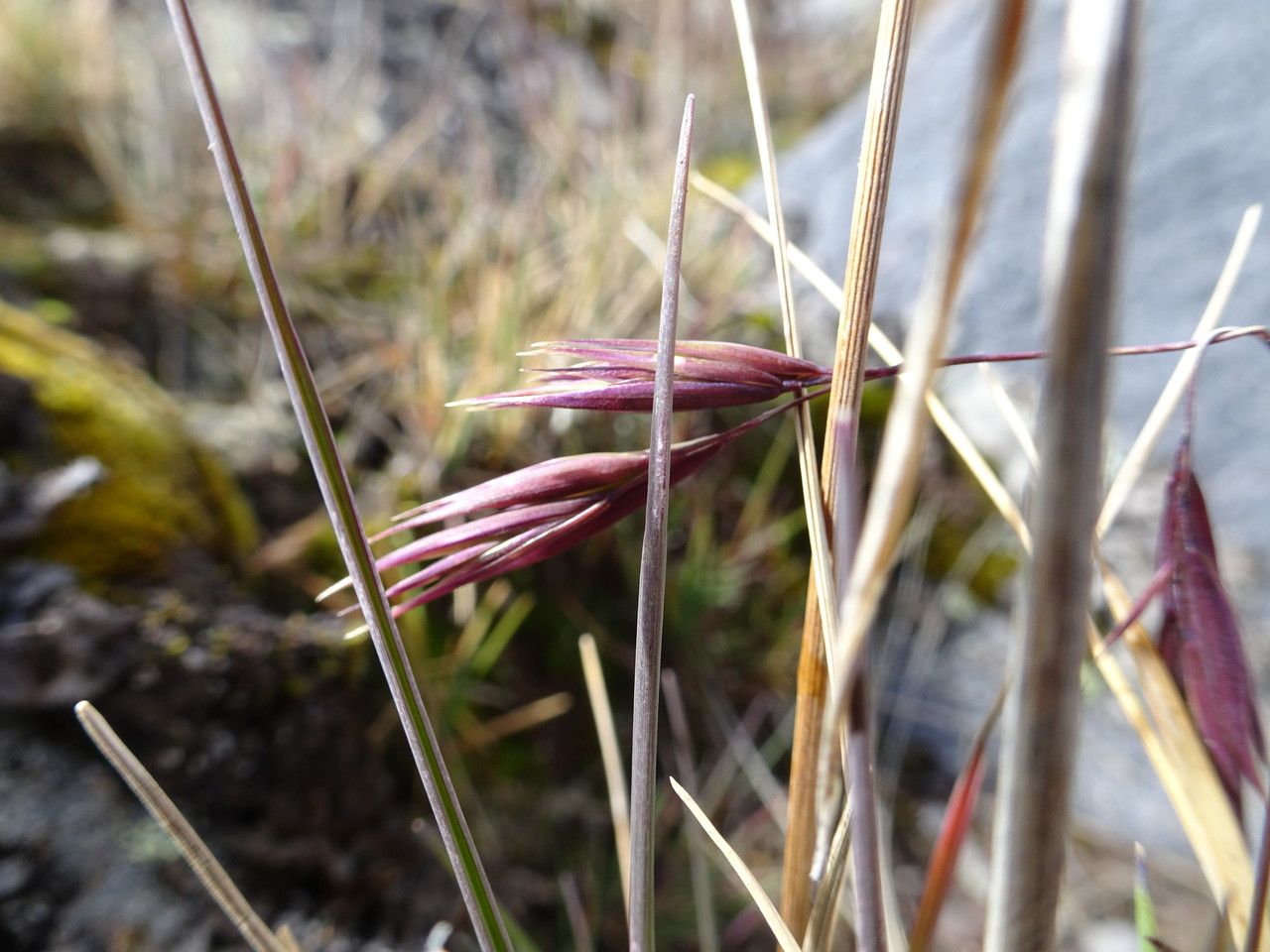 Festuca livida flower