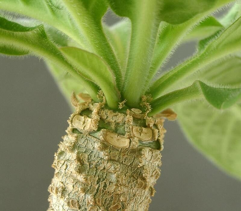 Euphorbia denisiana — houseplant care guide