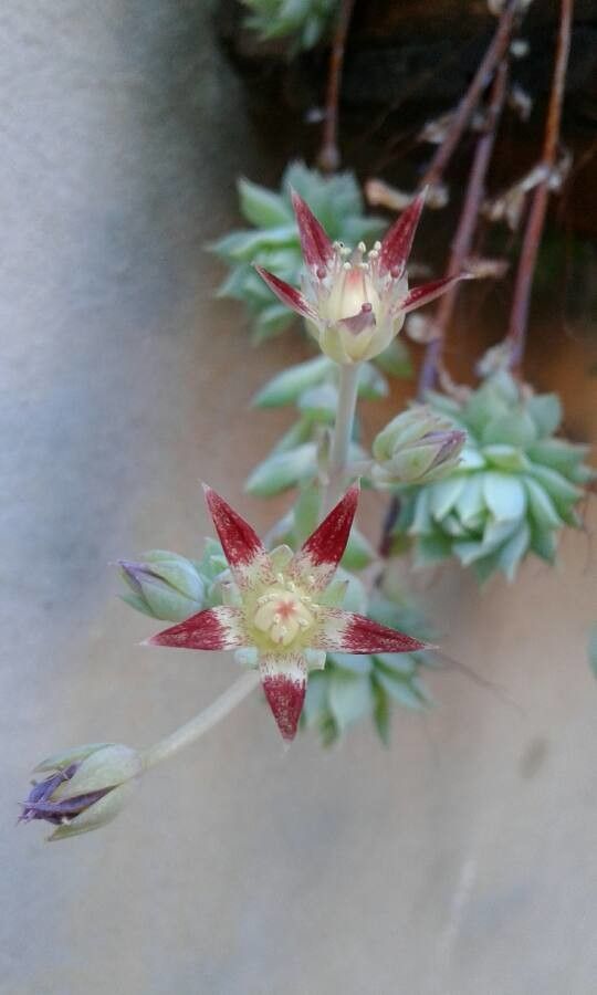 Graptopetalum macdougallii flower