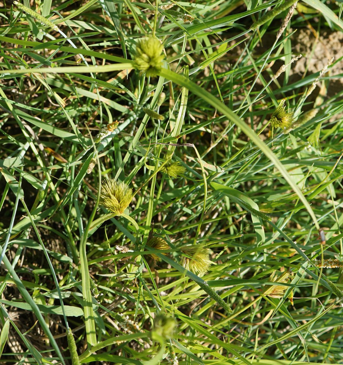 Carex bohemica habit