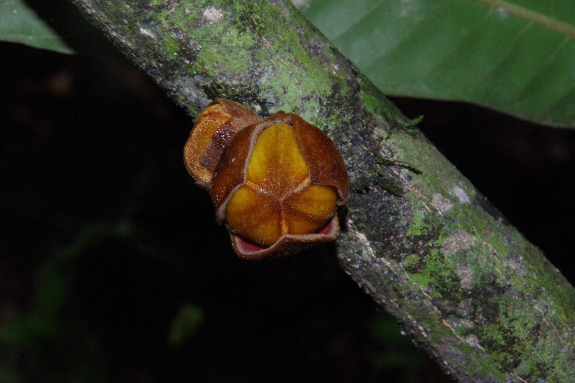 Uvariodendron calophyllum flower