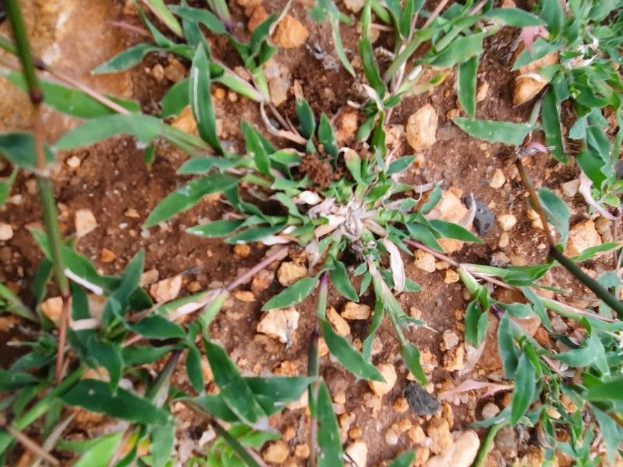 Tragus berteronianus leaf