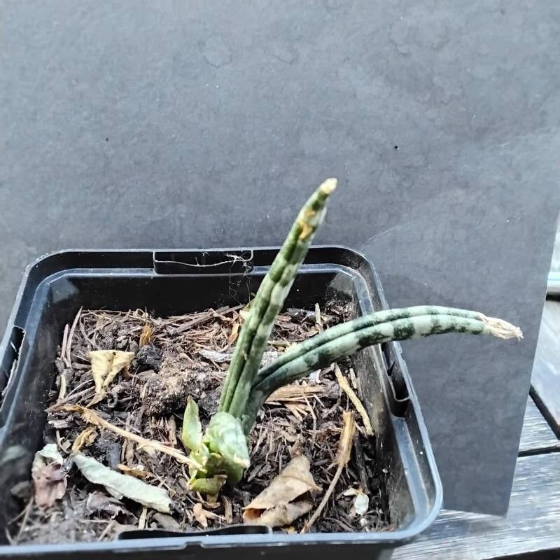 Dracaena canaliculata habit