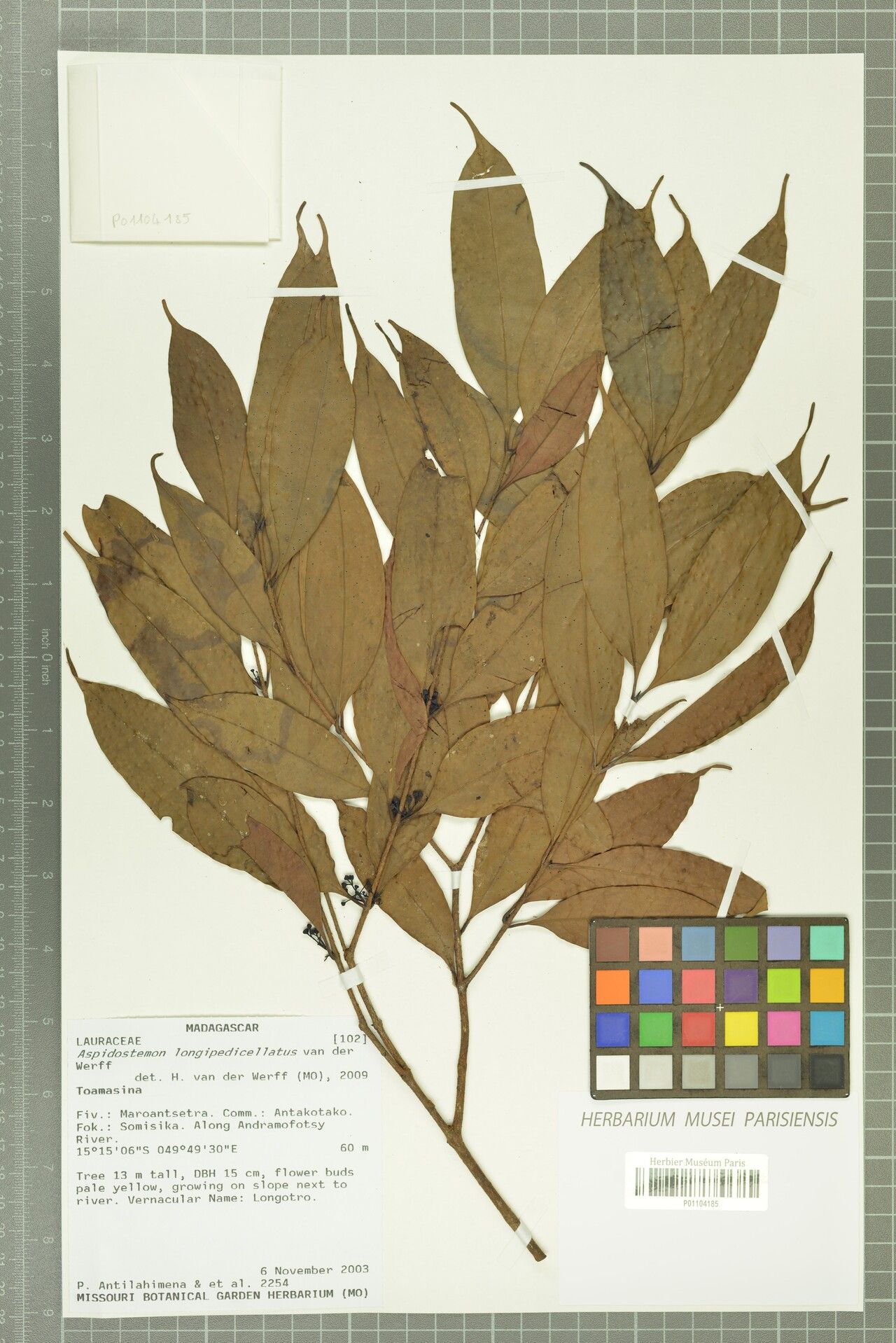 Aspidostemon longipedicellatus — related species from the same genus