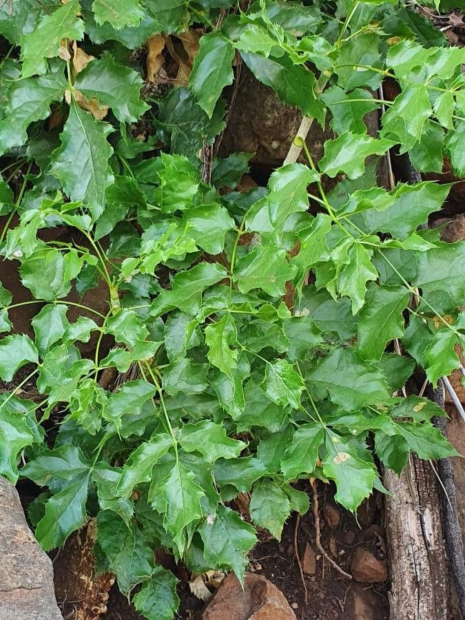 Steganotaenia araliacea — search result for 'Congo'