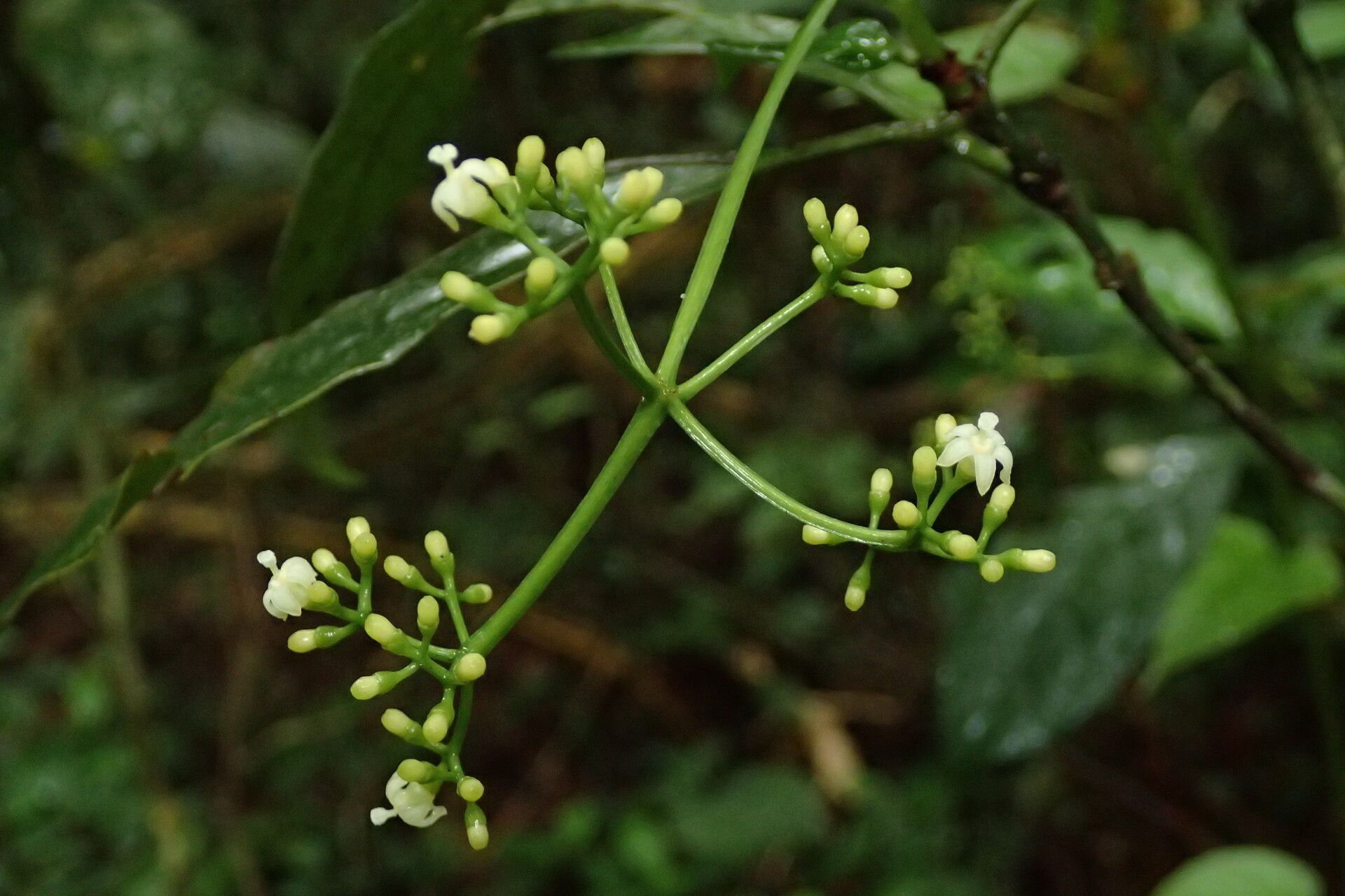 Psychotria alatipes flower