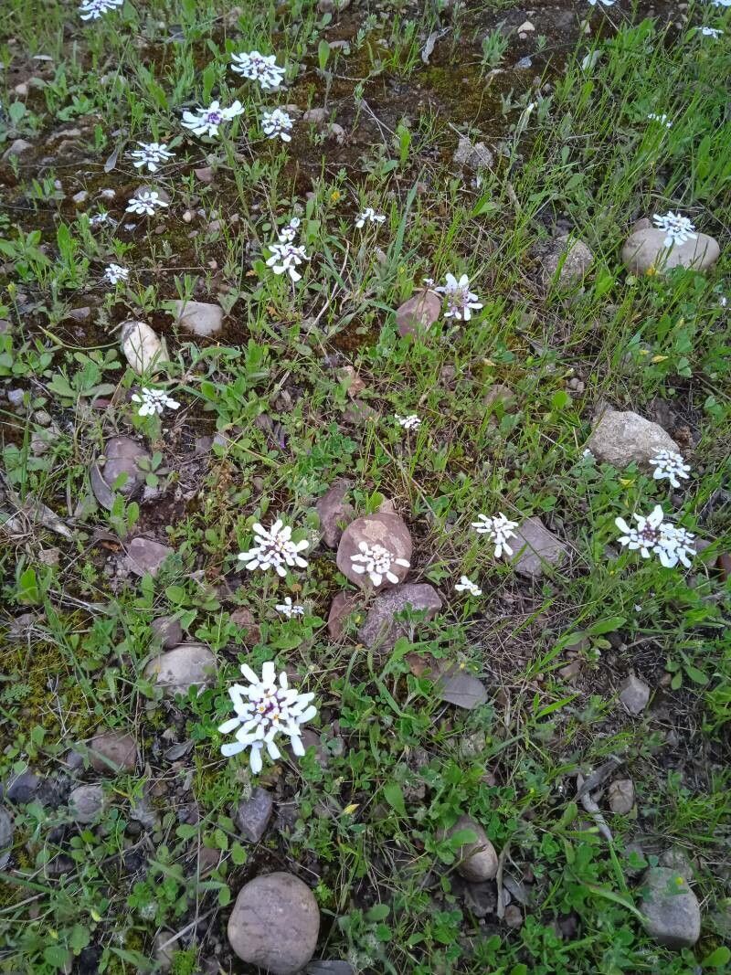 Iberis pectinata leaf