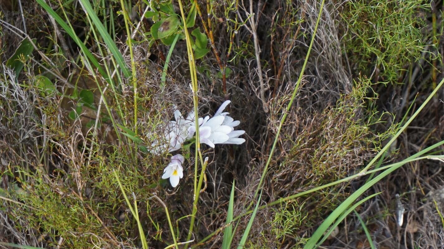 Dichelostemma capitatum flower