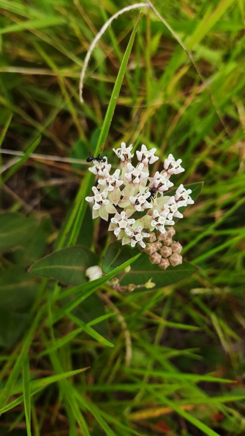 Asclepias woodsoniana flower