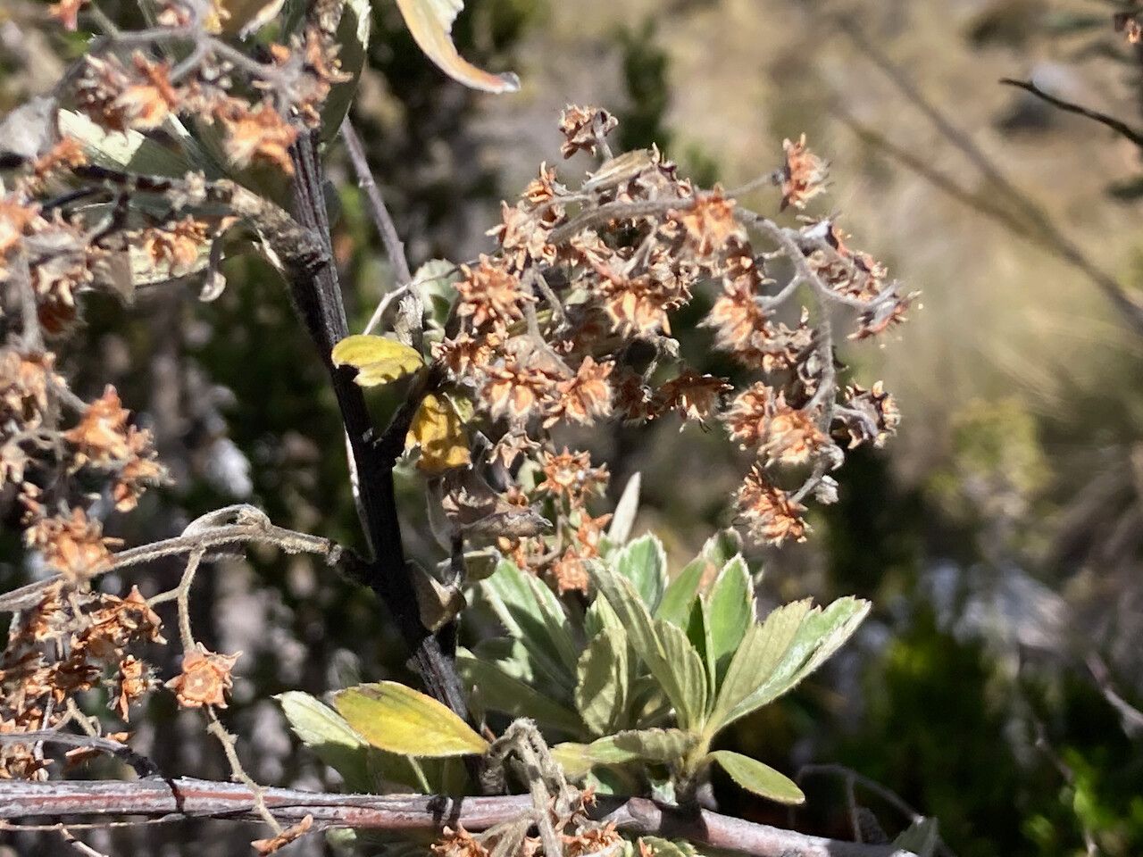 Alchemilla polylepis flower