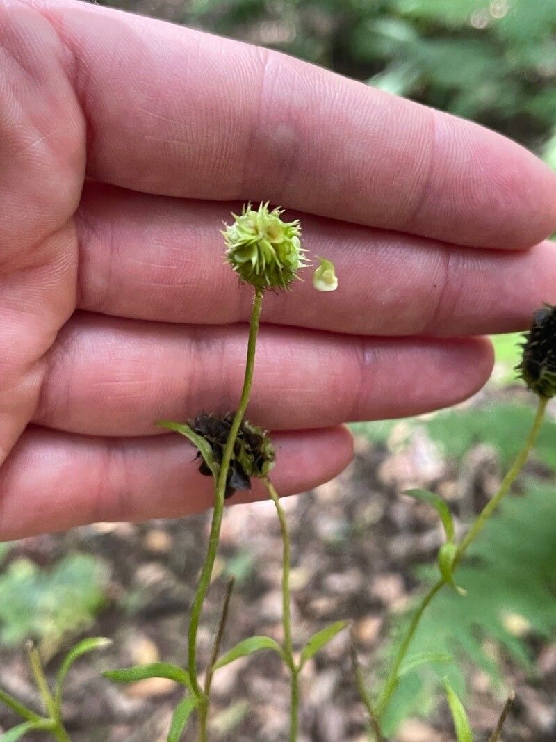 Ranunculus cortusifolius fruit