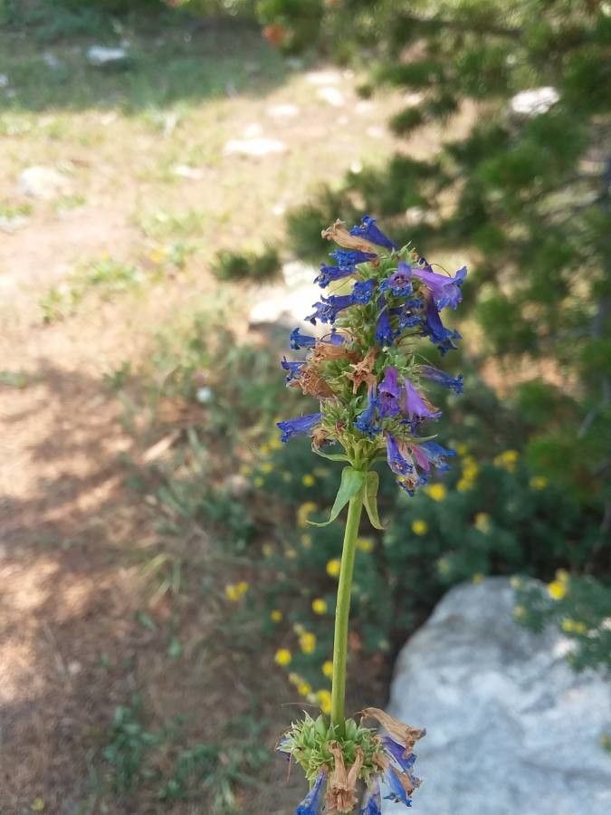 Penstemon rydbergii flower