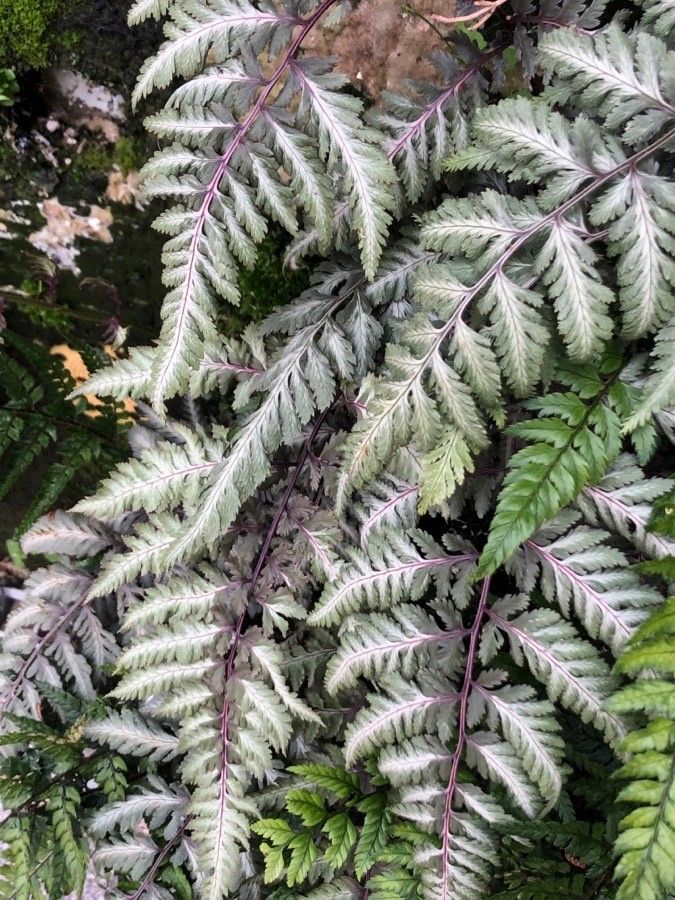 Anisocampium niponicum — houseplant care guide