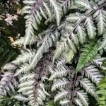 Anisocampium niponicum