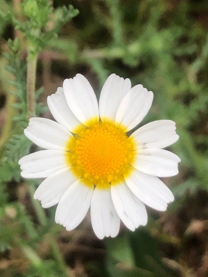 Cladanthus mixtus flower