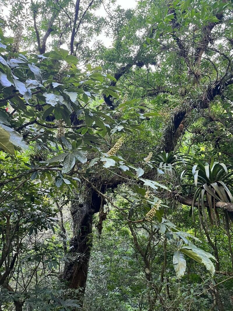 Oreopanax xalapensis flower