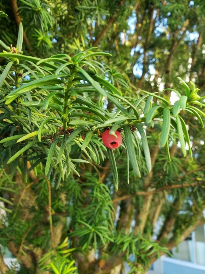 Taxus brevifolia fruit