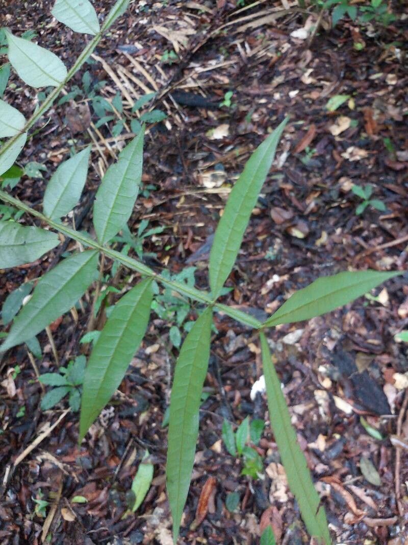 Inga longiflora leaf