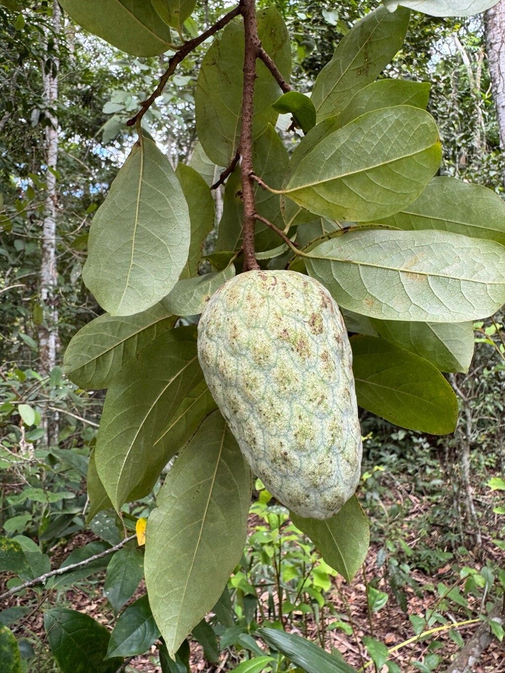 Annona acutiflora fruit