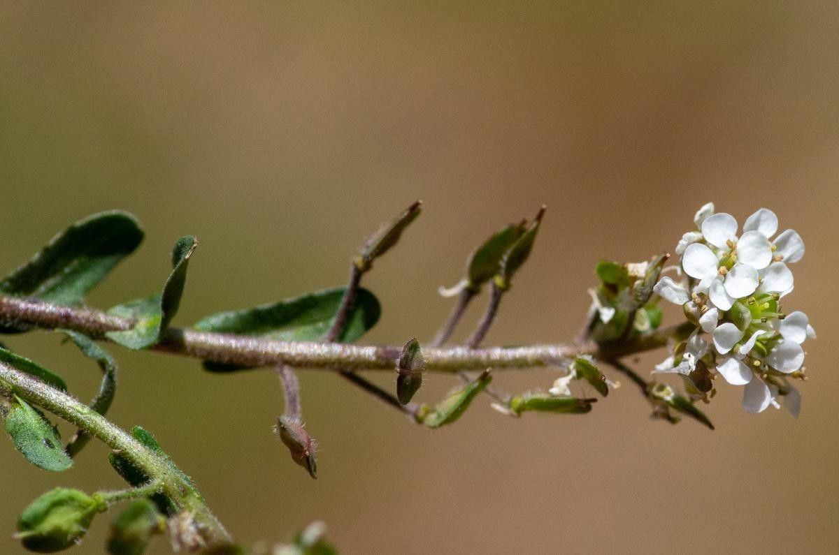 Lepidium oxyotum leaf