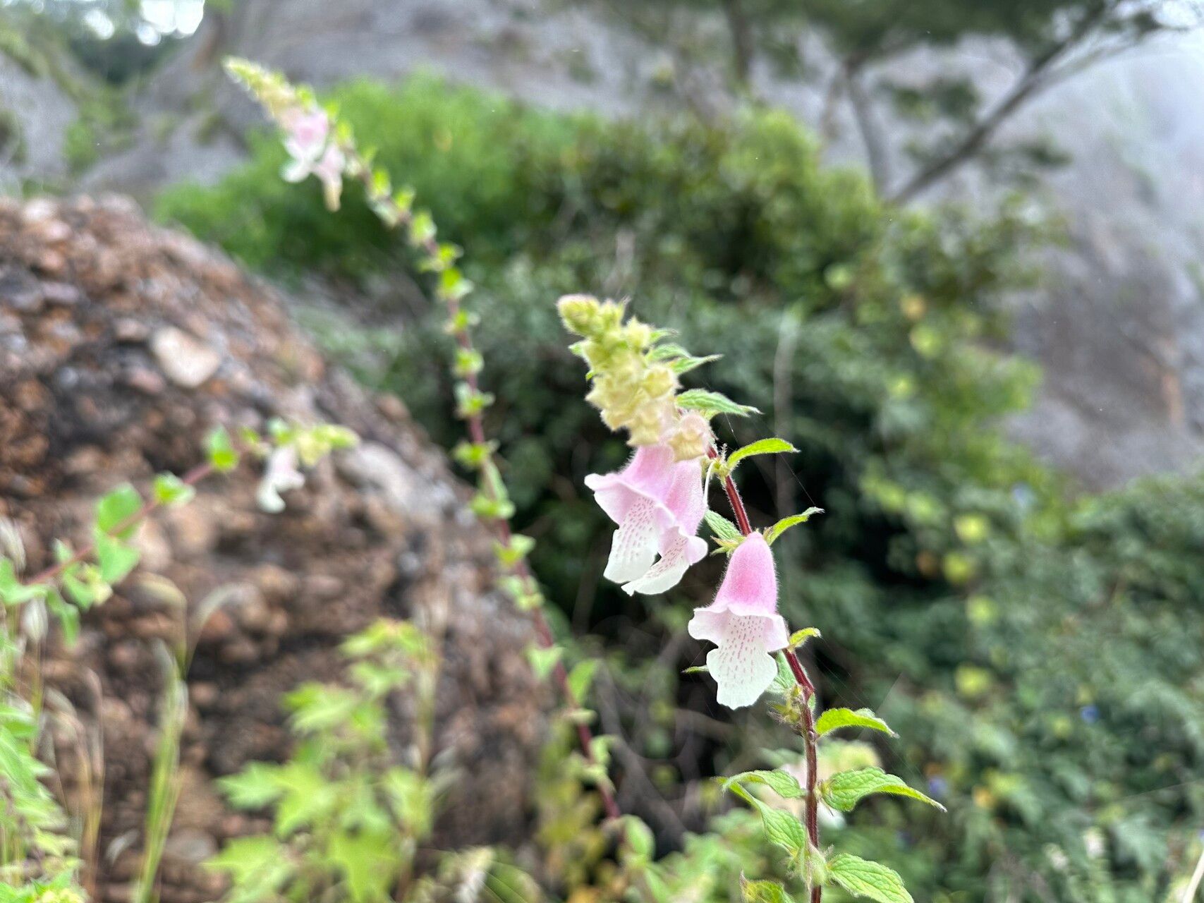 Sesamum integribracteatum flower