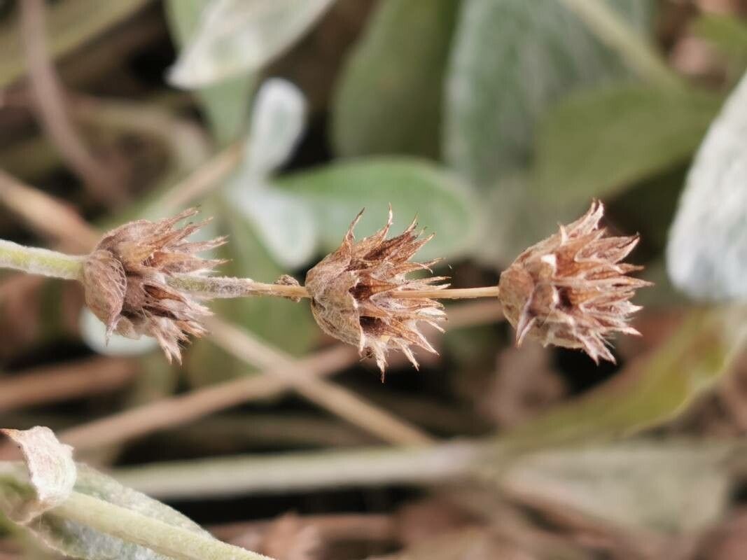 Sideritis syriaca fruit