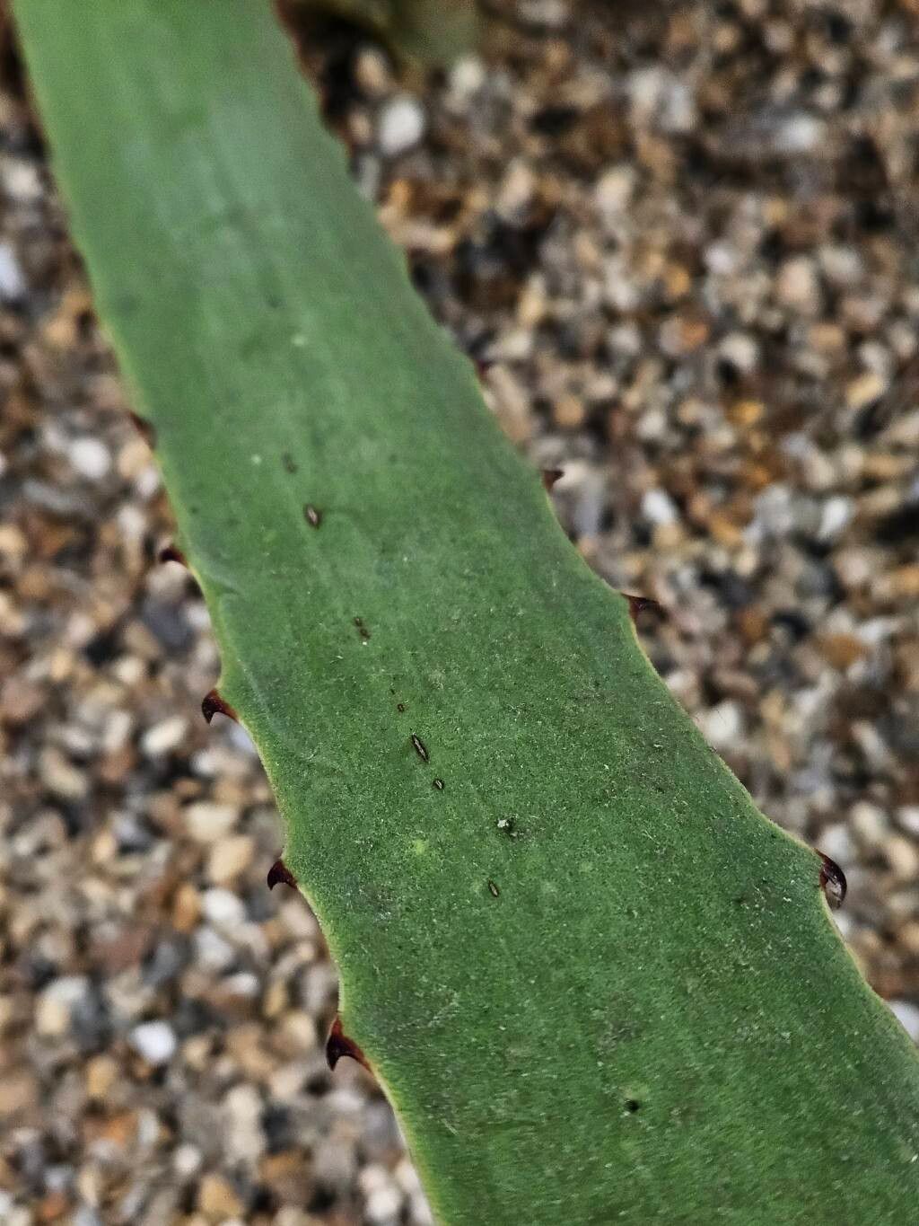 Furcraea macdougallii leaf