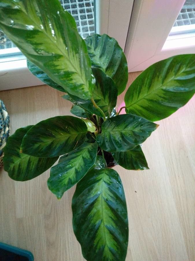 Calathea louisae habit