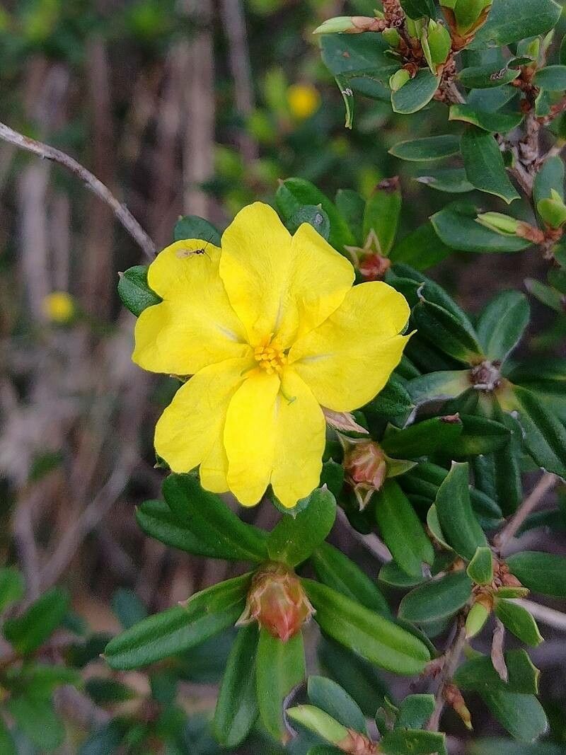 Hibbertia bracteata flower
